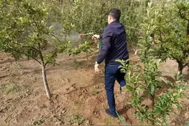 杀虫剂越用越没效果？掐准打药时间与部位，灭虫效果翻倍图片