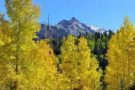 “家里种6树，不贵也有福”，老传统不是迷信，句句饱含智慧图片