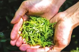 沁人心脾的贵州茶 有想不到的“茶动力”图片