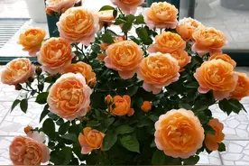 春天，月季花什么时候该打顶？一次讲清楚，看完不在纠结！图片