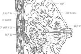 关爱女性乳腺健康 女性必须了解的乳房知识！图片