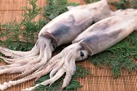民以食为天——鱿鱼图片