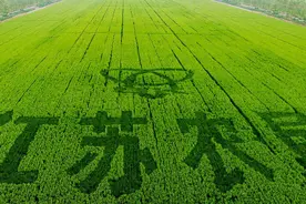 种植国家队，苏垦农发：农垦加工一体化航母，纵横发展有道图片