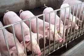 为什么你养的猪死亡率过高，那是因为你没注意这些！图片