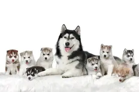 【狗狗产前征兆】 狗狗产前状态监测 狗狗产前最明显的征兆图片