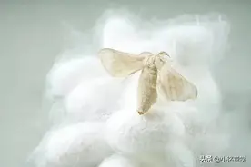 都是真丝为何差距那么大，质感质量也有差别？如何辨真伪？图片