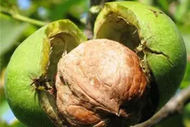 青核桃去皮技巧有哪些？用对方法，核桃青皮真好剥图片