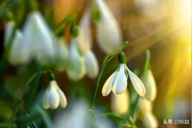 这三个星座女颜值高，性格温婉如水，异性缘比一般人要好图片