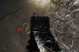 闯了蛇窝？广西男子河边夜钓，1小时内在水里看到三条蛇图片