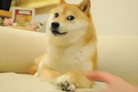 连“狗头”都被腾讯抢了！字节跳动“狗头”争夺战大败：申请狗头商标被驳回图片