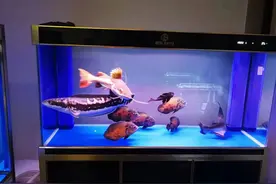 裸缸养鱼，真正导致水质败坏的因素，并不是缸底的那点粪便残渣图片