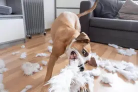 各位主人请注意，当狗狗表现出这几个行为，背后是有含义的图片