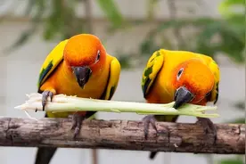 正缘会被错过吗？正缘出现的准确时间？图片