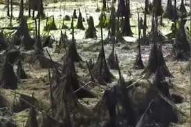 百斤大蛇潜水吃上千斤鱼！还不能打死，北方寒冷，为何有红尾蚺？图片