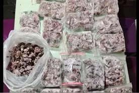 【央视·今日说法】全链条打击“三有”野生动物非法猎捕贩卖｜“国际生物多样性日”特别策划图片