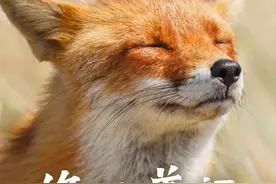 纣王，狐狸到底有何魅力？图片