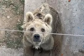 德州动植物园的棕熊，你到底几岁了？图片