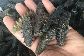 吃海参真的会身体倍儿棒？医生为您深度解析其营养价值、药用功效图片