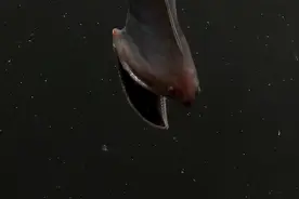 深海动物“吞噬鳗”，能吞下比身体还大的食物，难道不会被撑爆？图片