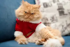 非常“记仇”的5种猫，送你都别养，谁养谁不幸！图片