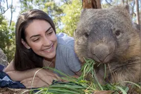 袋熊是怎么来的图片