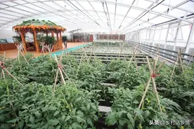 草木灰是个宝，用对了蔬菜整季没病没虫，可惜很多人用错了图片