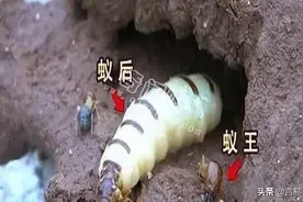 白蚁蚁后居然能活百年图片