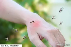 被蚊子叮咬后有什么危害？蚊子包越大毒性越大？图片