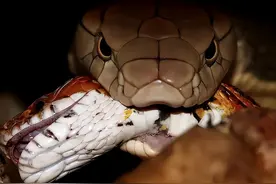 福建田间出现眼镜王蛇，6米长20斤重，有能力杀死一头大象？图片