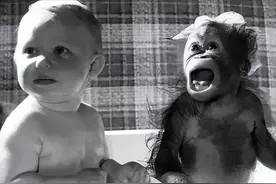 可怕的凯洛格实验！让人类婴儿与黑猩猩做“人兽兄妹”图片