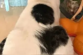 当仓鼠遇上猫？两个物种如何相处图片