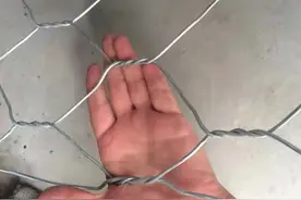 养殖肉狗，养殖羊，给大家介绍一种结实可靠的围网，简单花钱也少图片