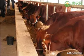 今日活牛价格多少钱一斤？市场上常见的有哪些品种？图片