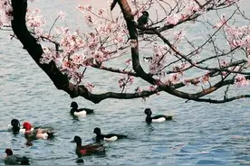 立春后吃海鲜，建议大家：少吃海虹和蛤蜊，多吃4样，应季正肥美图片