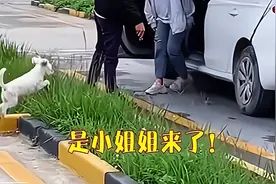 ​广西南宁：女子科目二考了4次都没过，驾校的小狗看见她可高兴了图片