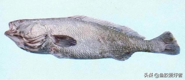 黄筒花胶和赤嘴花胶 2025年黄筒花胶和赤嘴花胶哪个好 黄筒花胶和赤嘴花胶 2025年黄筒花胶和赤嘴花胶哪个好