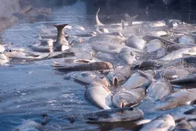 三峡坝区大鱼横行，大量“水老虎”引发担忧，专家：无须人为干预图片