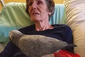 独居老人临终前，养了25年的鹦鹉飞到老人身旁，说了句话让人落泪图片