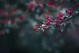 诗词丨芳华今夕留不住，来年依旧迎花开图片