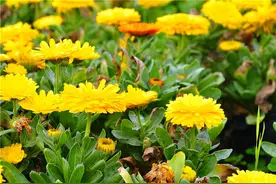 老话说：花草三不送，送了变仇人，究竟什么花不能送，该送什么花图片