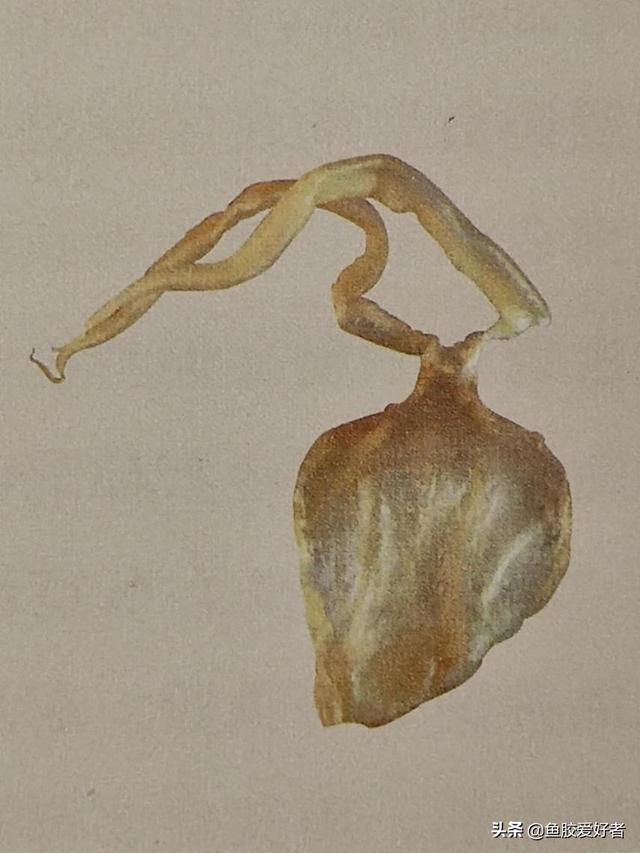 北海阴阳胶和北海胶的区别 2026年北海阴阳胶和北海胶的区别在哪