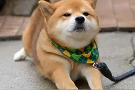 狗子被撞瘸了，赔了1千块之后发现它是装的图片