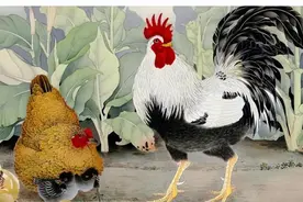 属鸡命最好的3个出生时辰和月份，官财两旺，注定是人中龙凤！图片