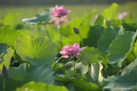 20副经典对联，悟透人生真谛图片