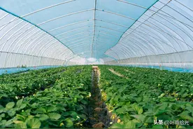 矿源黄腐酸钾为什么就“火”了？真的值得使用吗？图片