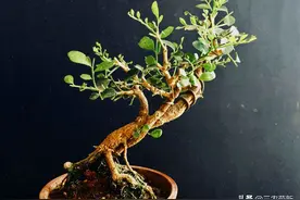 6种“香花”，味道香还漂亮，若您见到，别错过，带回家盆栽起来图片