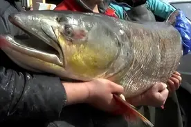 湖南水库惊现“水老虎”，万条大鱼被吃光，村民愤怒抽水抓捕真凶图片