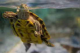 为什么不能随便养乌龟图片