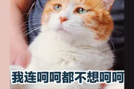 猫咪靠什么辨认主人，是靠长相吗？图片