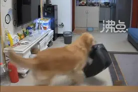 主人阳性后狗狗成家里顶梁柱：帮取快递帮拿药 还会带朋友来看自己图片